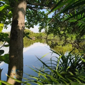 Tholkappia Poonga (Adyar Eco-park) Photos