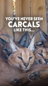 Vantara Jamnagar Tickets