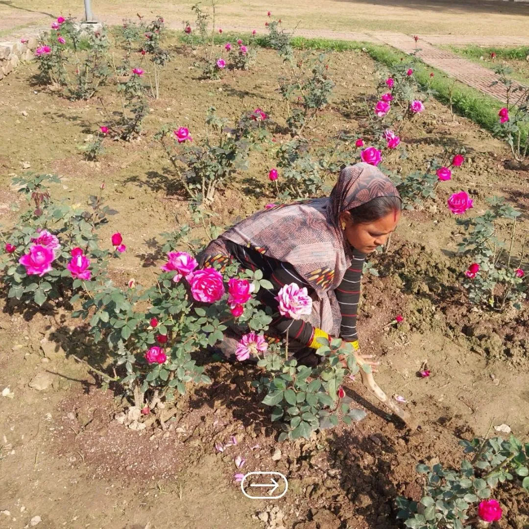 Sunder Nursery Timings