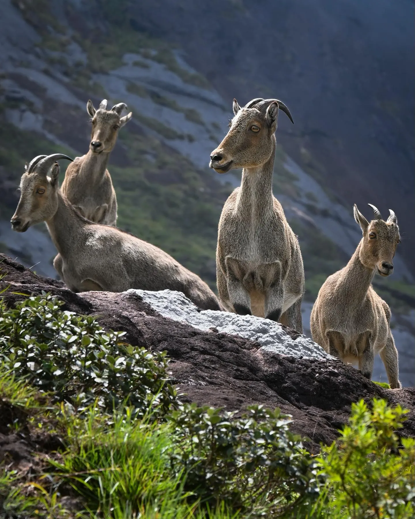 Eravikulam National Park Timings